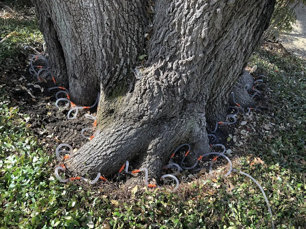 Detailed Shrub and Hedge Trimming job site in North Fork