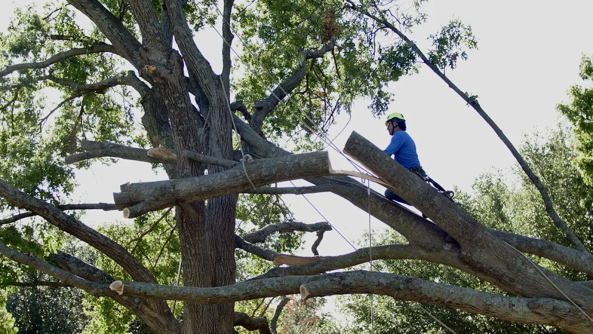 Professional Crown Thinning performed by certified arborists in North Fork