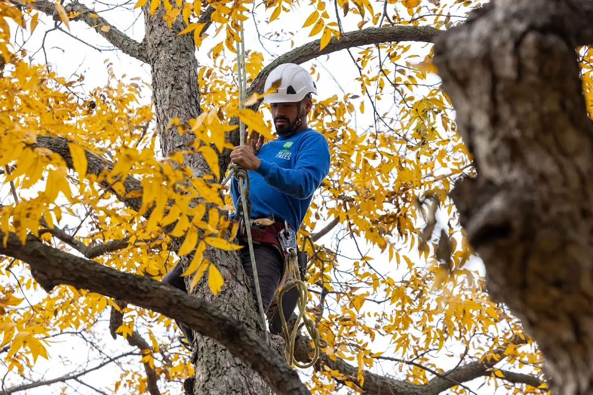 Skilled Storm Damage Cleanup crew working in North Fork