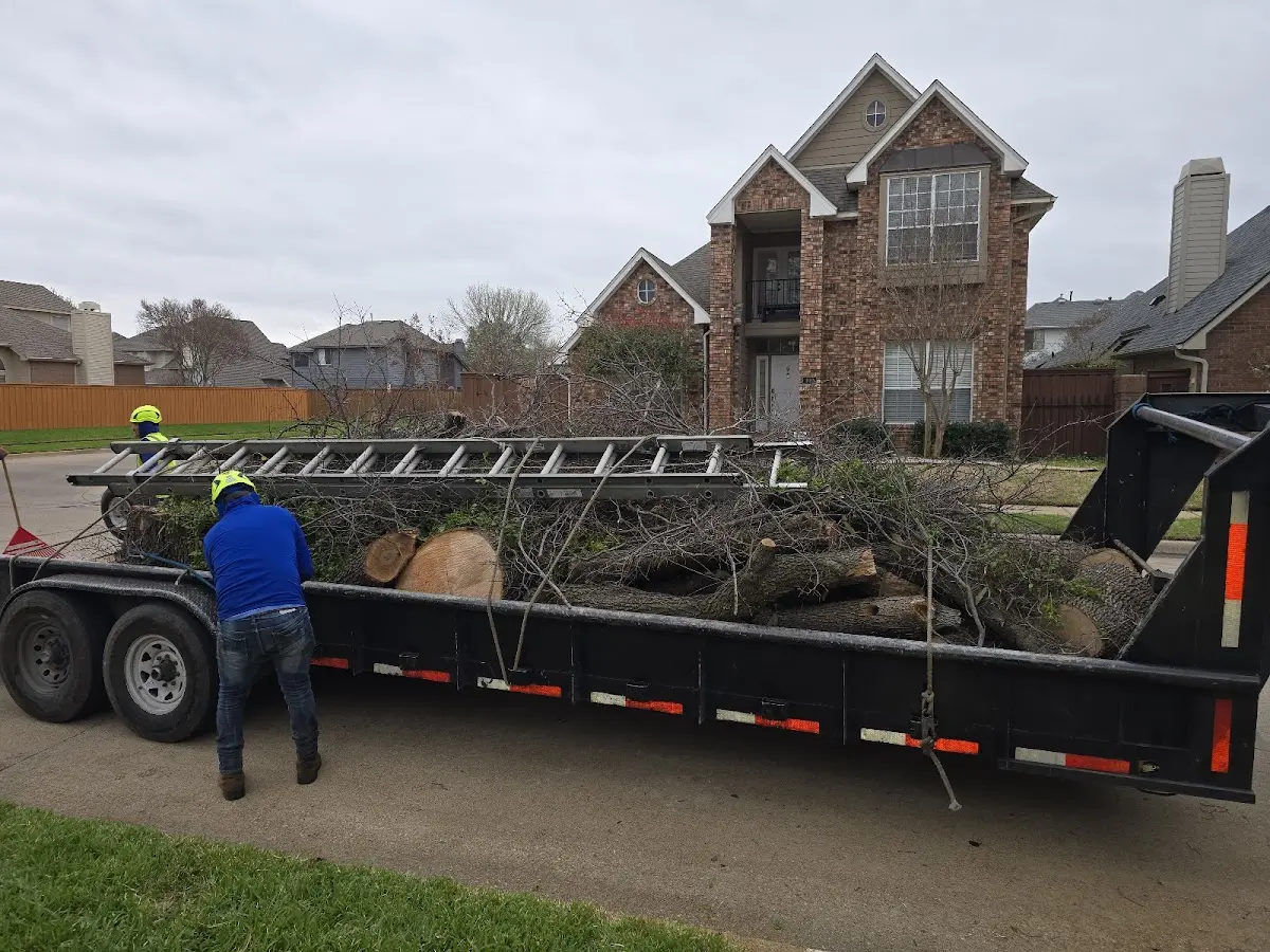 Expert Tree Removal with proper safety equipment in North Fork